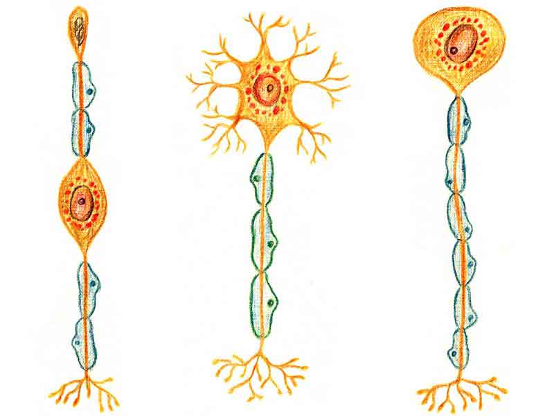neuron diagram unlabeled